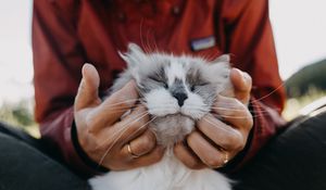 Preview wallpaper cat, fluffy, hands, tenderness