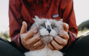 Preview wallpaper cat, fluffy, hands, tenderness