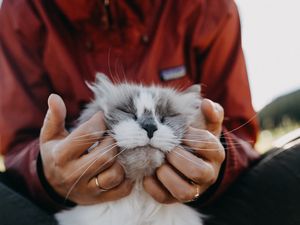 Preview wallpaper cat, fluffy, hands, tenderness