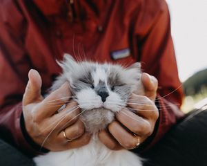 Preview wallpaper cat, fluffy, hands, tenderness