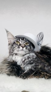 Preview wallpaper cat, fluffy, hat, umbrella