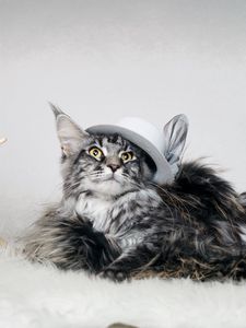 Preview wallpaper cat, fluffy, hat, umbrella