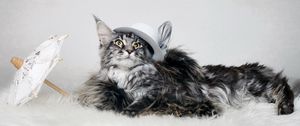 Preview wallpaper cat, fluffy, hat, umbrella