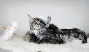 Preview wallpaper cat, fluffy, hat, umbrella