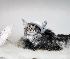 Preview wallpaper cat, fluffy, hat, umbrella