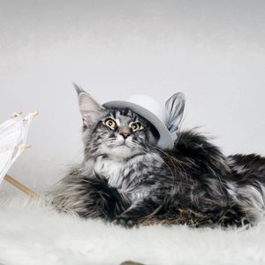 Preview wallpaper cat, fluffy, hat, umbrella