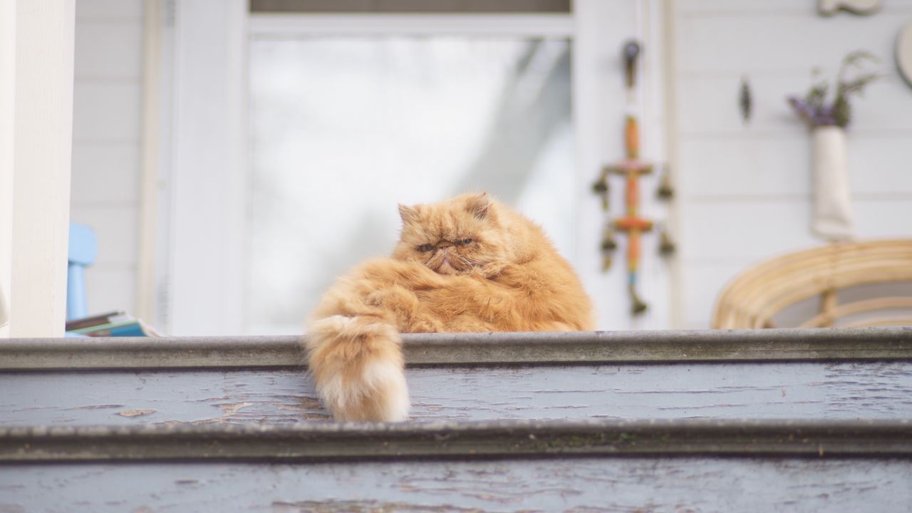 Wallpaper cat, fluffy, ladder