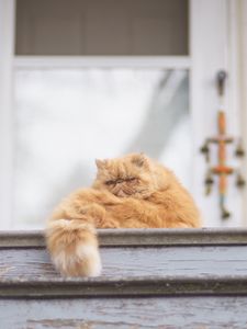 Preview wallpaper cat, fluffy, ladder