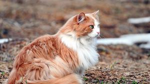 Preview wallpaper cat, fluffy, leaves, hunting, attention