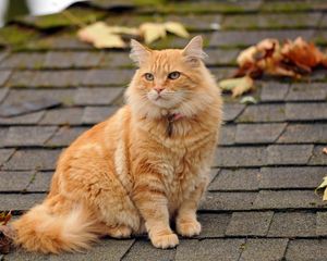 Preview wallpaper cat, fluffy, leaves, autumn, roof