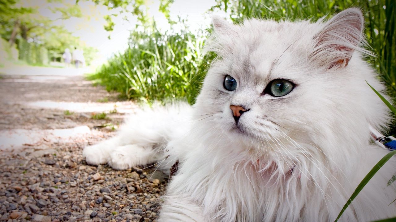 Wallpaper cat, fluffy, lie, grass, eyes