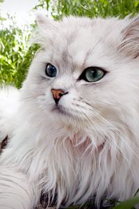 Preview wallpaper cat, fluffy, lie, grass, eyes