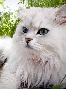 Preview wallpaper cat, fluffy, lie, grass, eyes