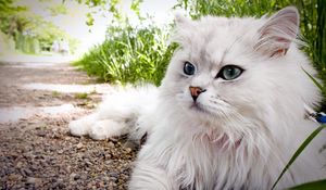 Preview wallpaper cat, fluffy, lie, grass, eyes