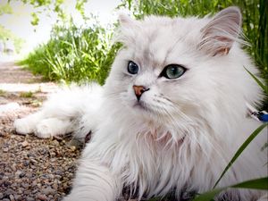 Preview wallpaper cat, fluffy, lie, grass, eyes