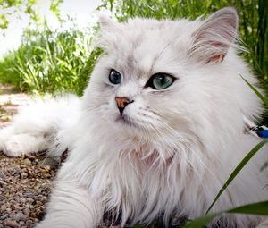 Preview wallpaper cat, fluffy, lie, grass, eyes