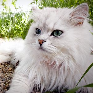 Preview wallpaper cat, fluffy, lie, grass, eyes