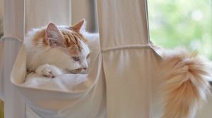 Preview wallpaper cat, fluffy, lies, tail