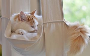 Preview wallpaper cat, fluffy, lies, tail