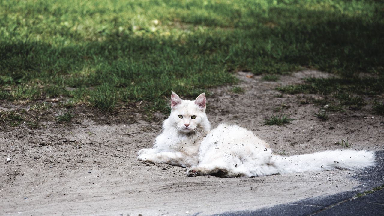 Wallpaper cat, fluffy, lies, filth