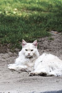 Preview wallpaper cat, fluffy, lies, filth