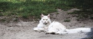 Preview wallpaper cat, fluffy, lies, filth