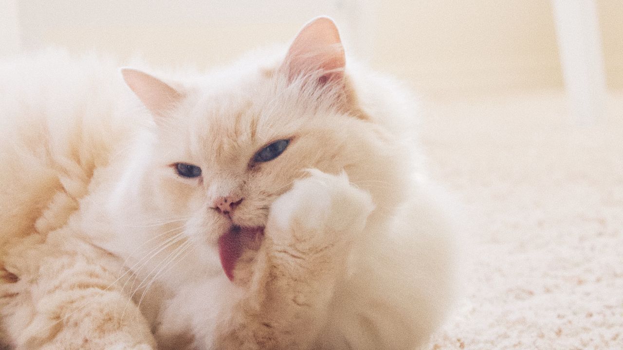 Wallpaper cat, fluffy, light, white, protruding tongue, carpet