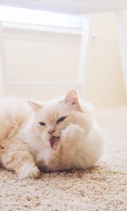 Preview wallpaper cat, fluffy, light, white, protruding tongue, carpet