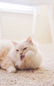 Preview wallpaper cat, fluffy, light, white, protruding tongue, carpet