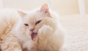 Preview wallpaper cat, fluffy, light, white, protruding tongue, carpet