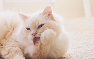 Preview wallpaper cat, fluffy, light, white, protruding tongue, carpet
