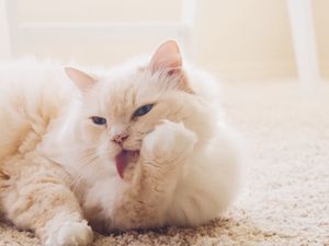 Preview wallpaper cat, fluffy, light, white, protruding tongue, carpet