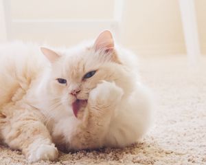 Preview wallpaper cat, fluffy, light, white, protruding tongue, carpet