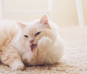 Preview wallpaper cat, fluffy, light, white, protruding tongue, carpet