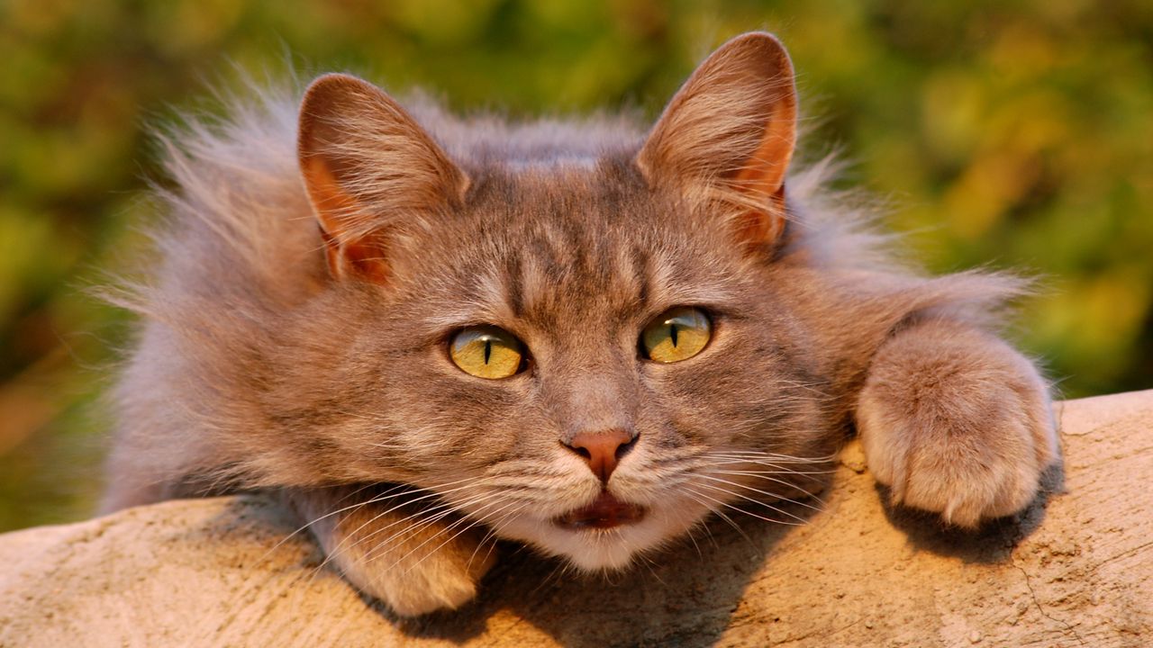 Wallpaper cat, fluffy, look, astonishment