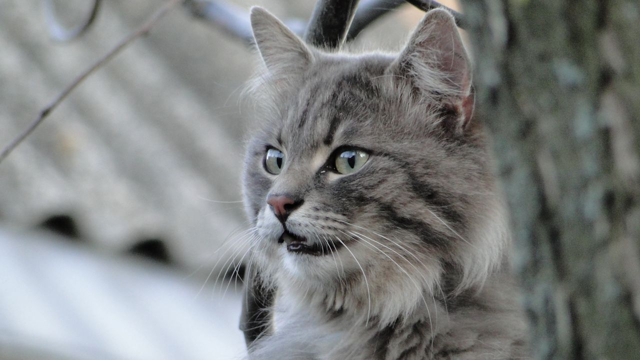 Wallpaper cat, fluffy, look, anger