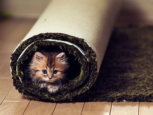 Preview wallpaper cat, fluffy, look, carpet, twisted