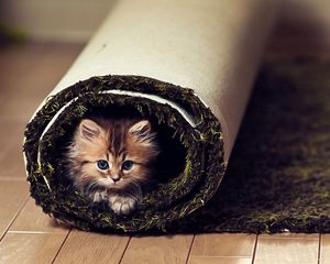 Preview wallpaper cat, fluffy, look, carpet, twisted