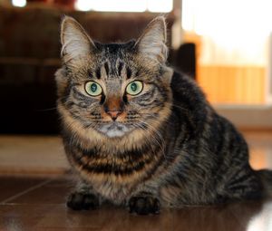 Preview wallpaper cat, fluffy, look, lying, floor