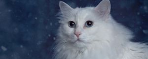 Preview wallpaper cat, fluffy, muzzle, thick