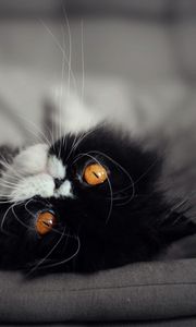 Preview wallpaper cat, fluffy, muzzle