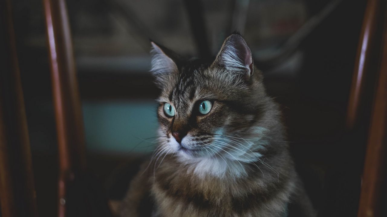 Wallpaper cat, fluffy, muzzle