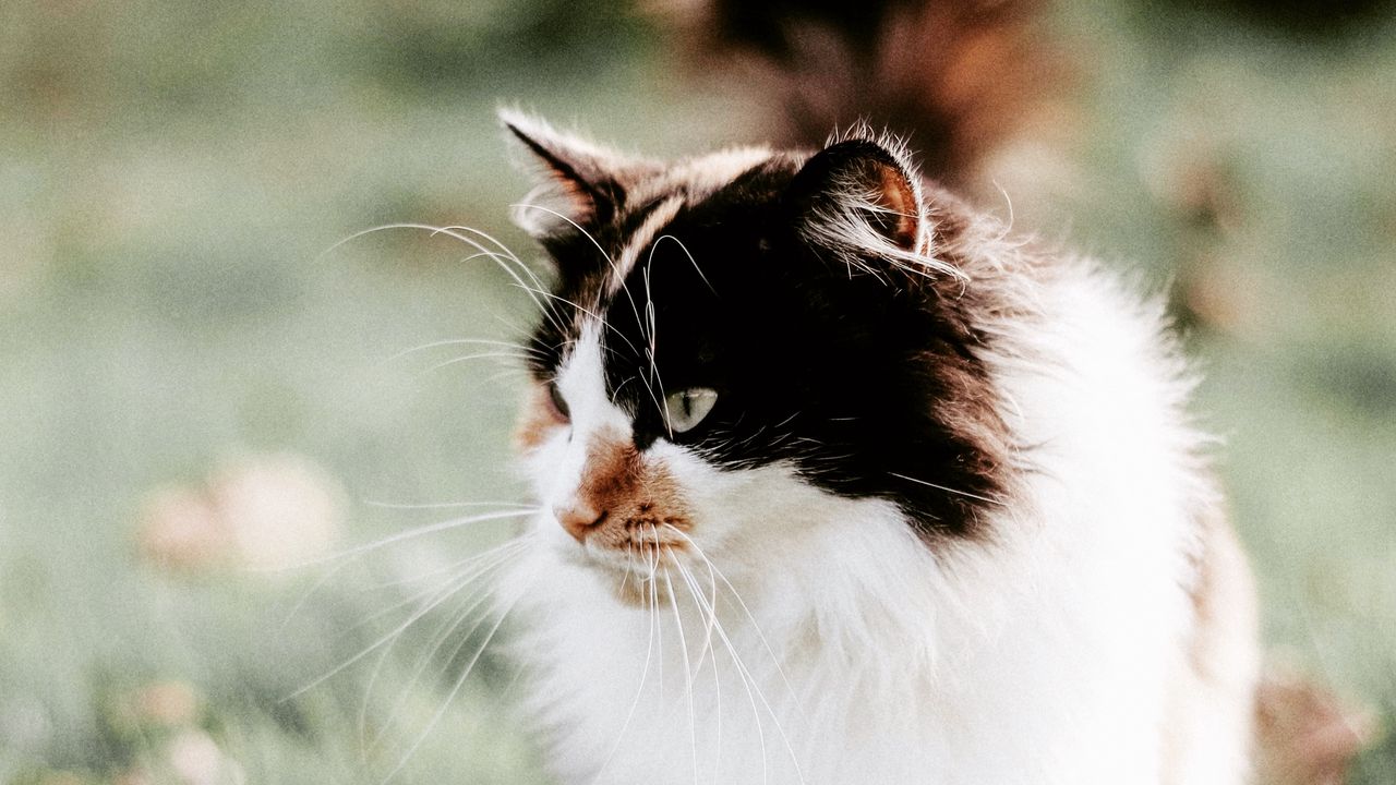 Wallpaper cat, fluffy, muzzle, blur, foliage, grass