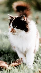 Preview wallpaper cat, fluffy, muzzle, blur, foliage, grass