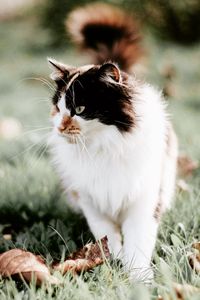 Preview wallpaper cat, fluffy, muzzle, blur, foliage, grass