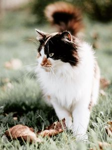 Preview wallpaper cat, fluffy, muzzle, blur, foliage, grass