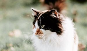 Preview wallpaper cat, fluffy, muzzle, blur, foliage, grass