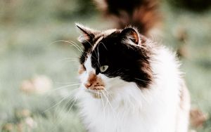 Preview wallpaper cat, fluffy, muzzle, blur, foliage, grass
