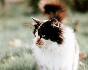 Preview wallpaper cat, fluffy, muzzle, blur, foliage, grass