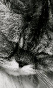 Preview wallpaper cat, fluffy, muzzle, black white